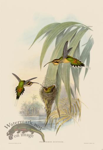 Gould Hummingbird 016